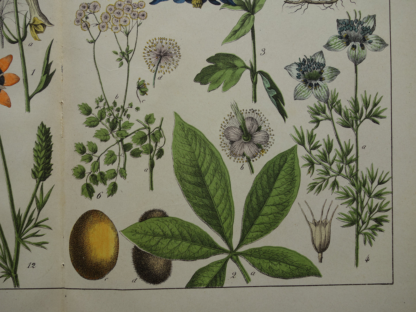 150+ Jaar Oude Botanische Prent Prachtige Antieke Illustratie - Originele Vintage Bloemen Print