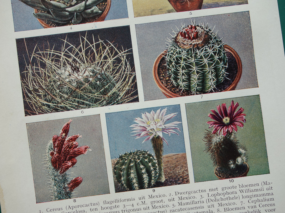 CACTUS oude prenten van Cactussen uit het jaar 1933 - originele vintage illustratie - set van 2 Nederlandse prints jaren '30