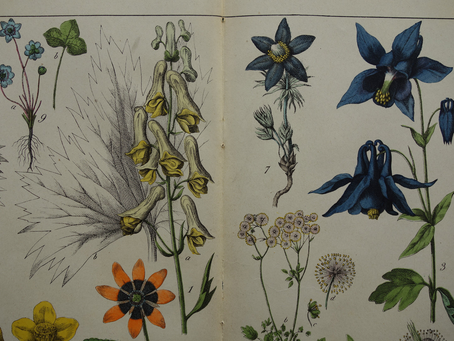 150+ Jaar Oude Botanische Prent Prachtige Antieke Illustratie - Originele Vintage Bloemen Print