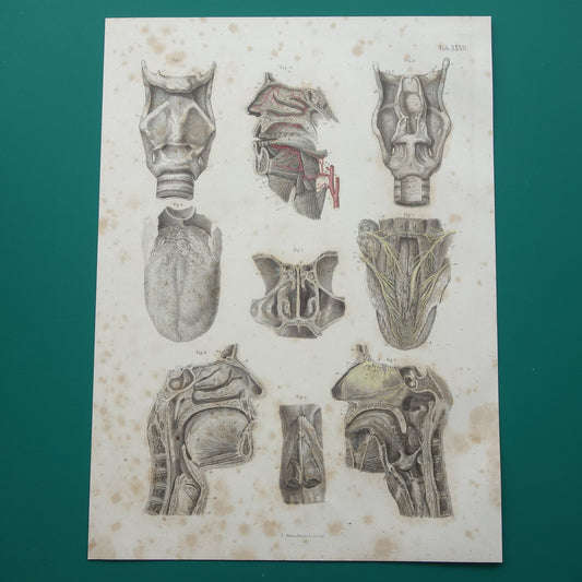 Oude anatomie print over neus keel tong 1871 Antieke prent Vintage anatomische illustratie