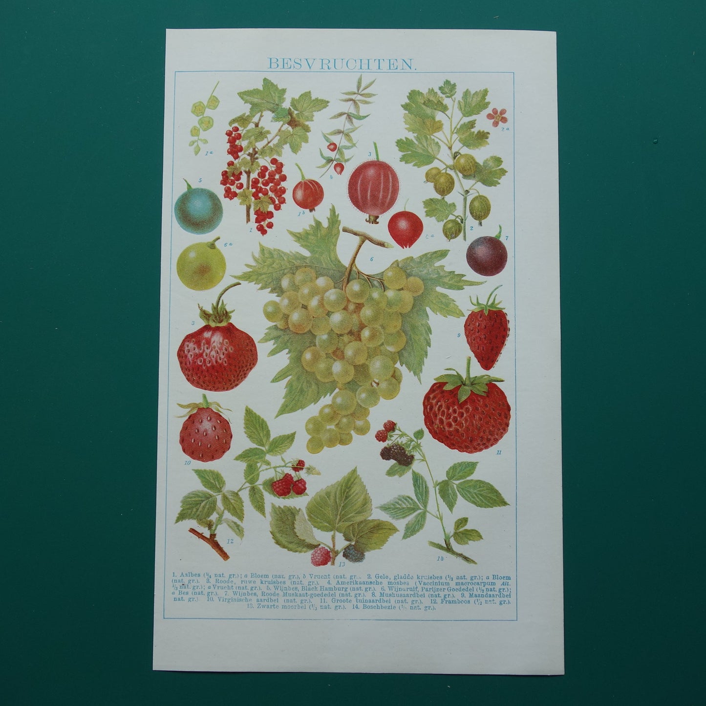 Druiven oude botanische prent uit het jaar 1921 originele antieke fruit illustratie aardbei framboos aalbes