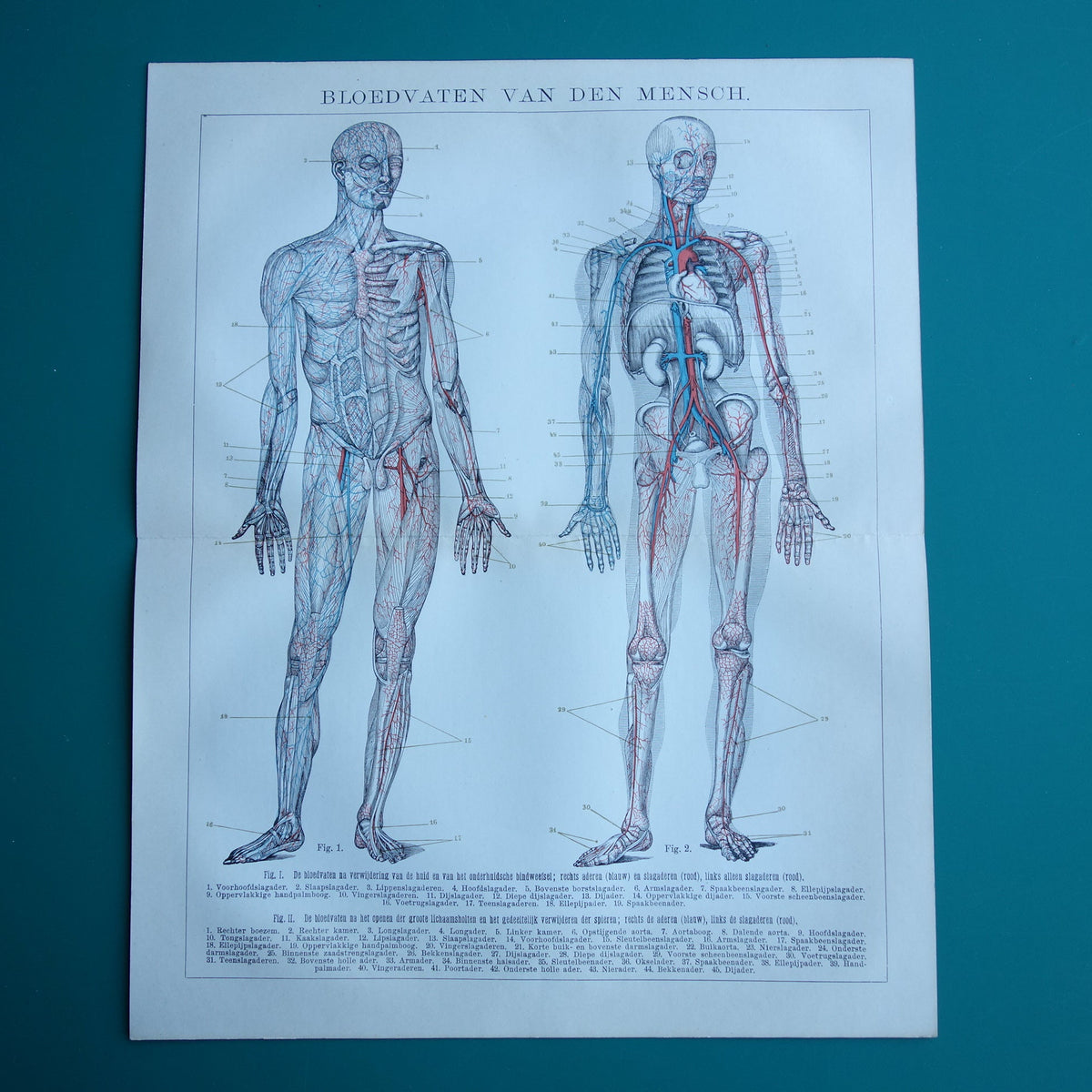 oude anatomische prenten muurdecoratie
