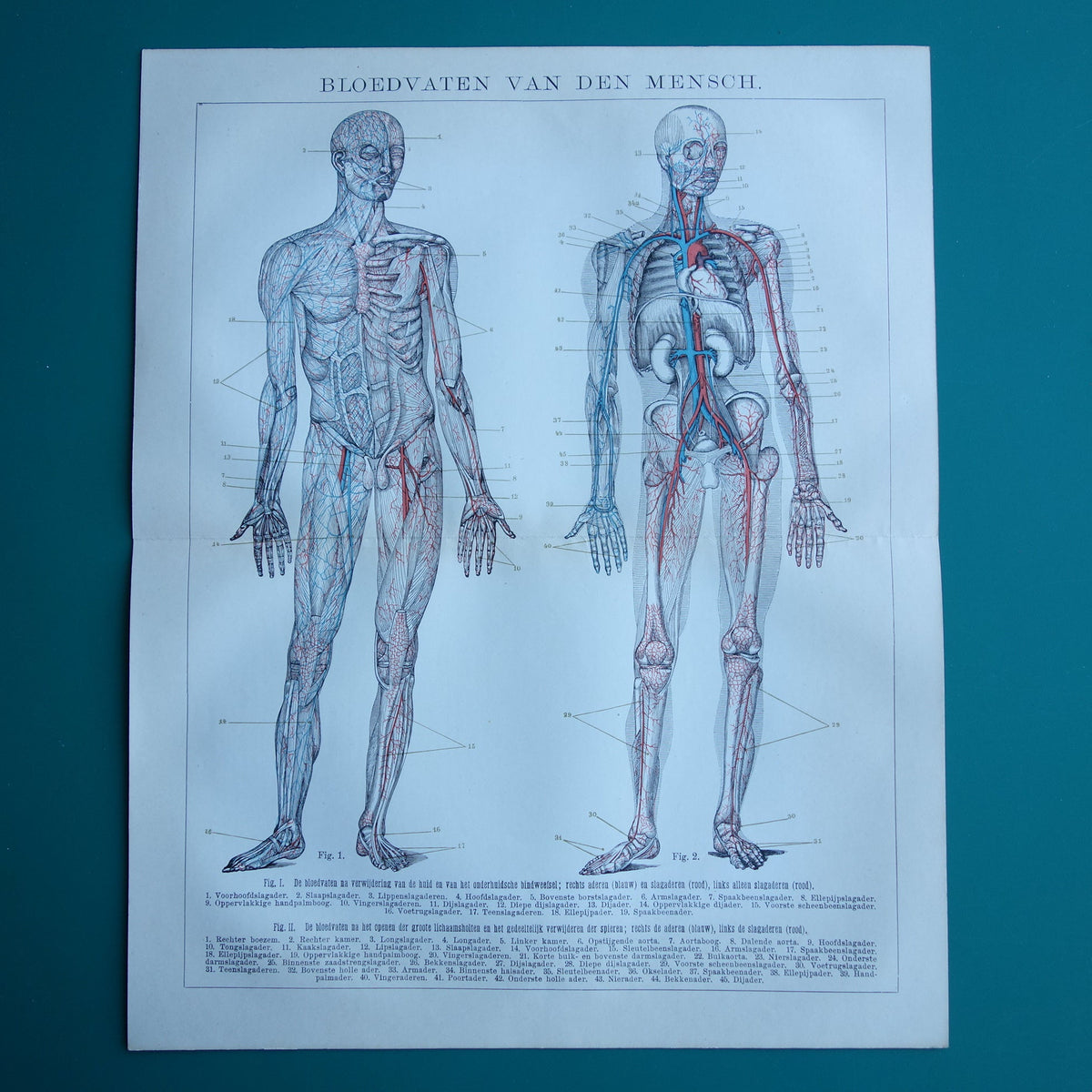 bloedsomloop van de mens illustratie vintage