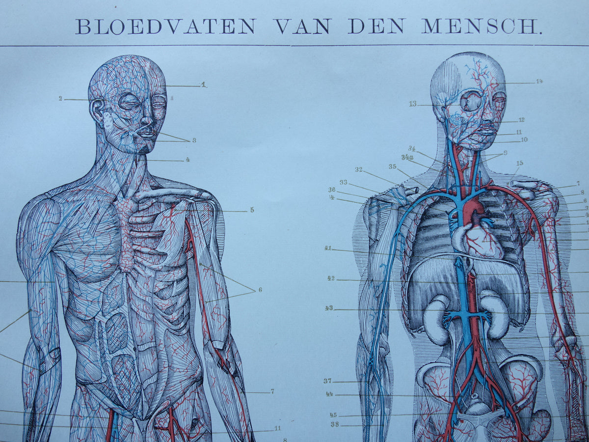 BLOOD VESSELS Old Anatomy Print 1915 Original antique Dutch anatomical illustration vintage circulatory print