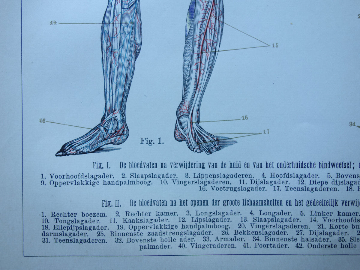 BLOOD VESSELS Old Anatomy Print 1915 Original antique Dutch anatomical illustration vintage circulatory print