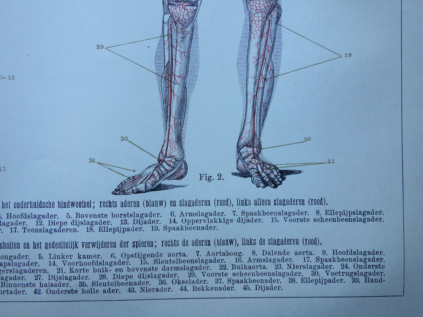 BLOEDVATEN Oude Anatomie Prent 1915 Originele antieke Nederlandse anatomische illustratie vintage print bloedsomloop