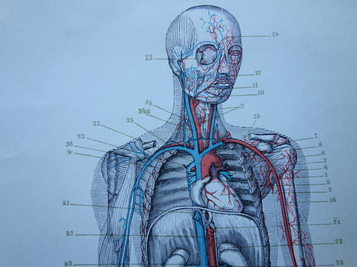 BLOEDVATEN Oude Anatomie Prent 1915 Originele antieke Nederlandse anatomische illustratie vintage print bloedsomloop