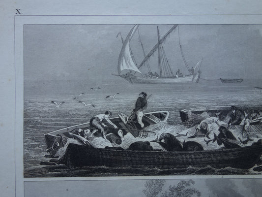 HUMMINGBRIES Alter Vogeldruck von Kolibri 1909 original antiker holländischer Vintage-Druck