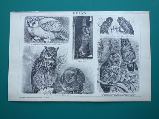 Oude prent van Uilen 1902 kleine originele antieke illustratie Uil Vintage afbeelding