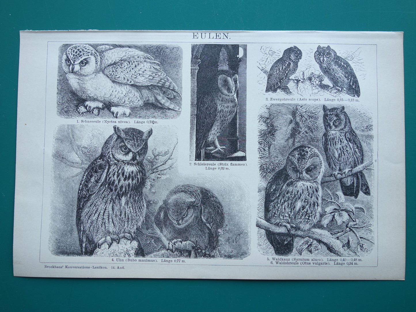 Oude prent van Uilen 1902 kleine originele antieke illustratie Uil Vintage afbeelding