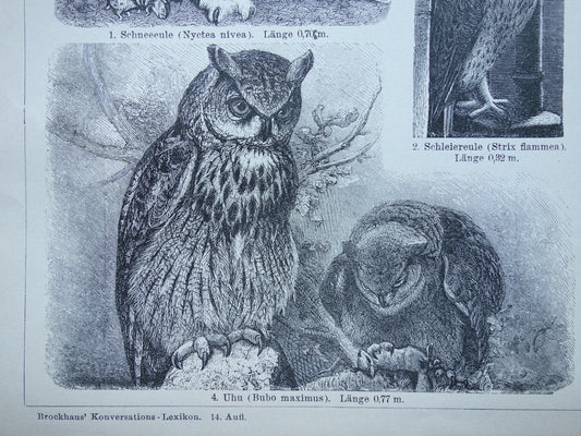 Oude prent van Uilen 1902 kleine originele antieke illustratie Uil Vintage afbeelding