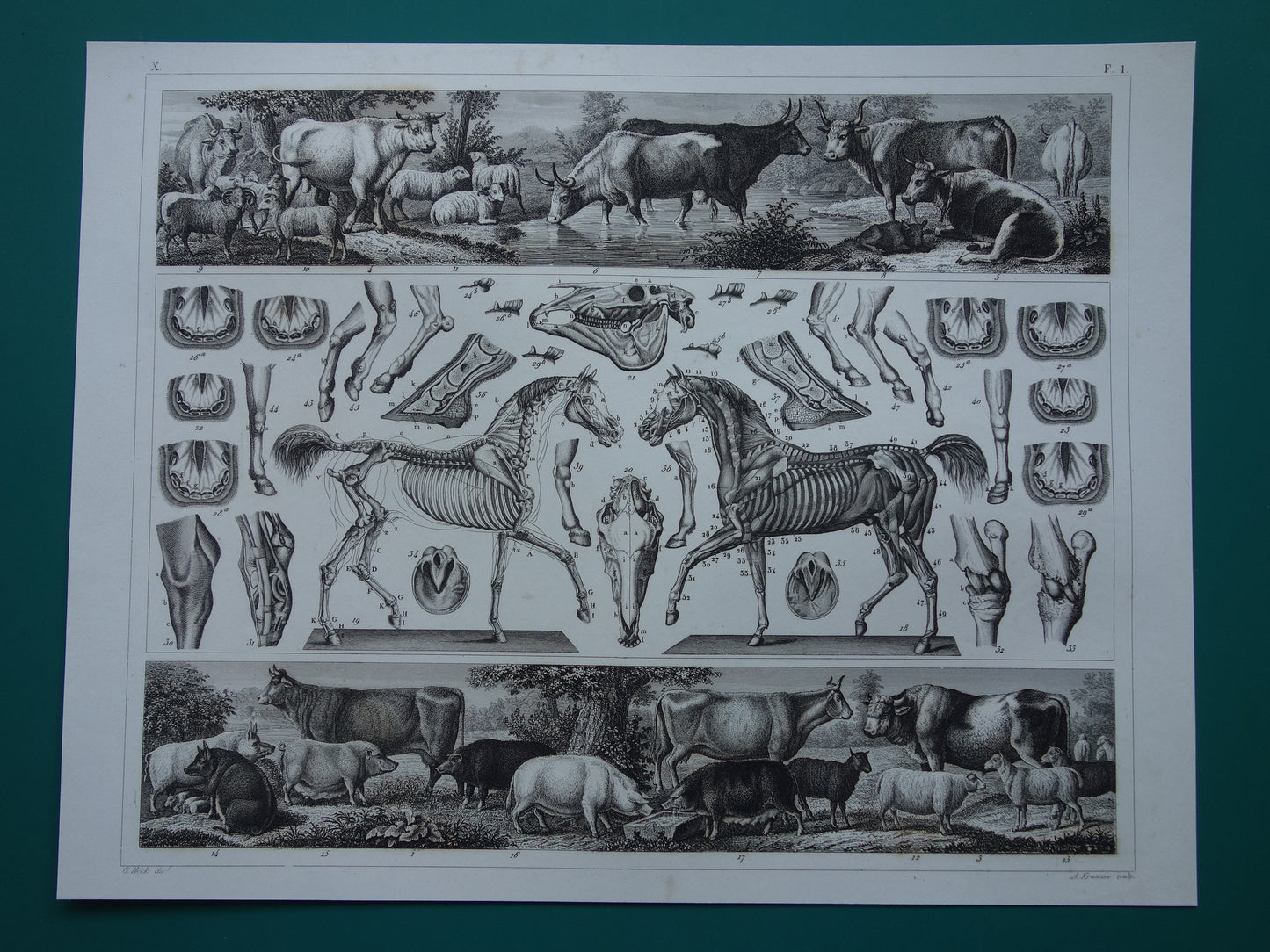 Old print of Horses and farm animals original 175+ year old illustration horse cow pig sheep vintage print
