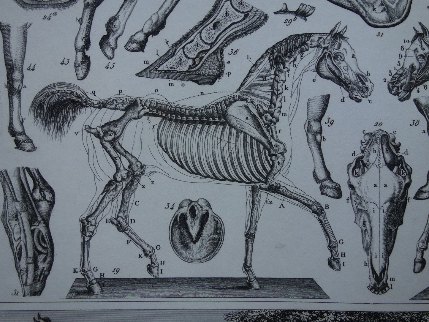 Old print of Horses and farm animals original 175+ year old illustration horse cow pig sheep vintage print