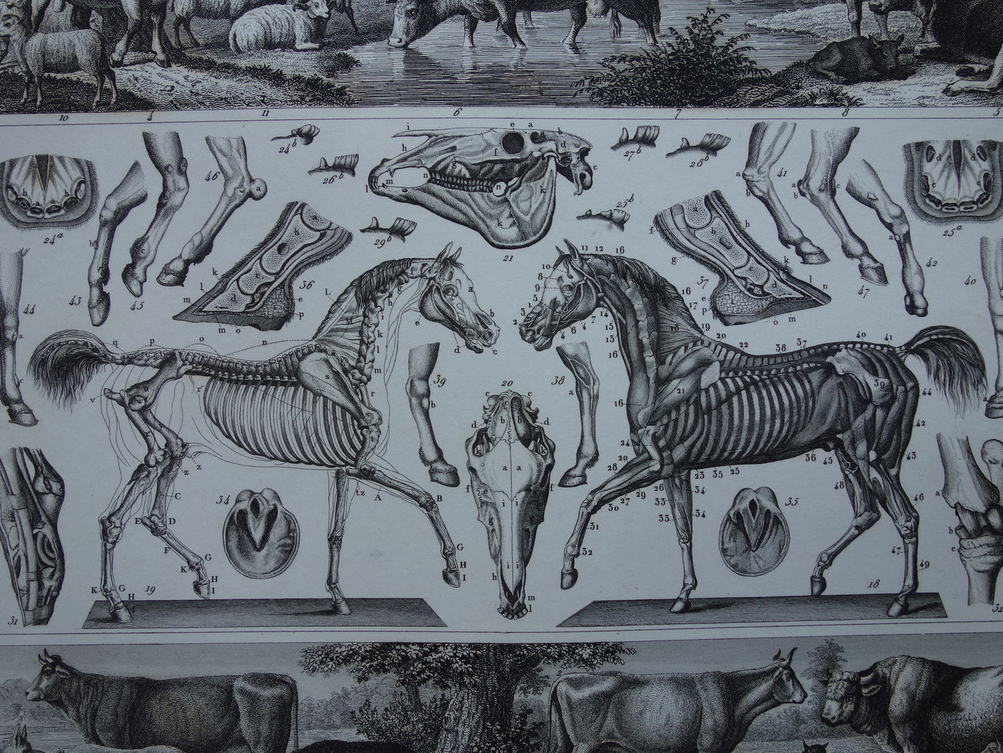 Old print of Horses and farm animals original 175+ year old illustration horse cow pig sheep vintage print