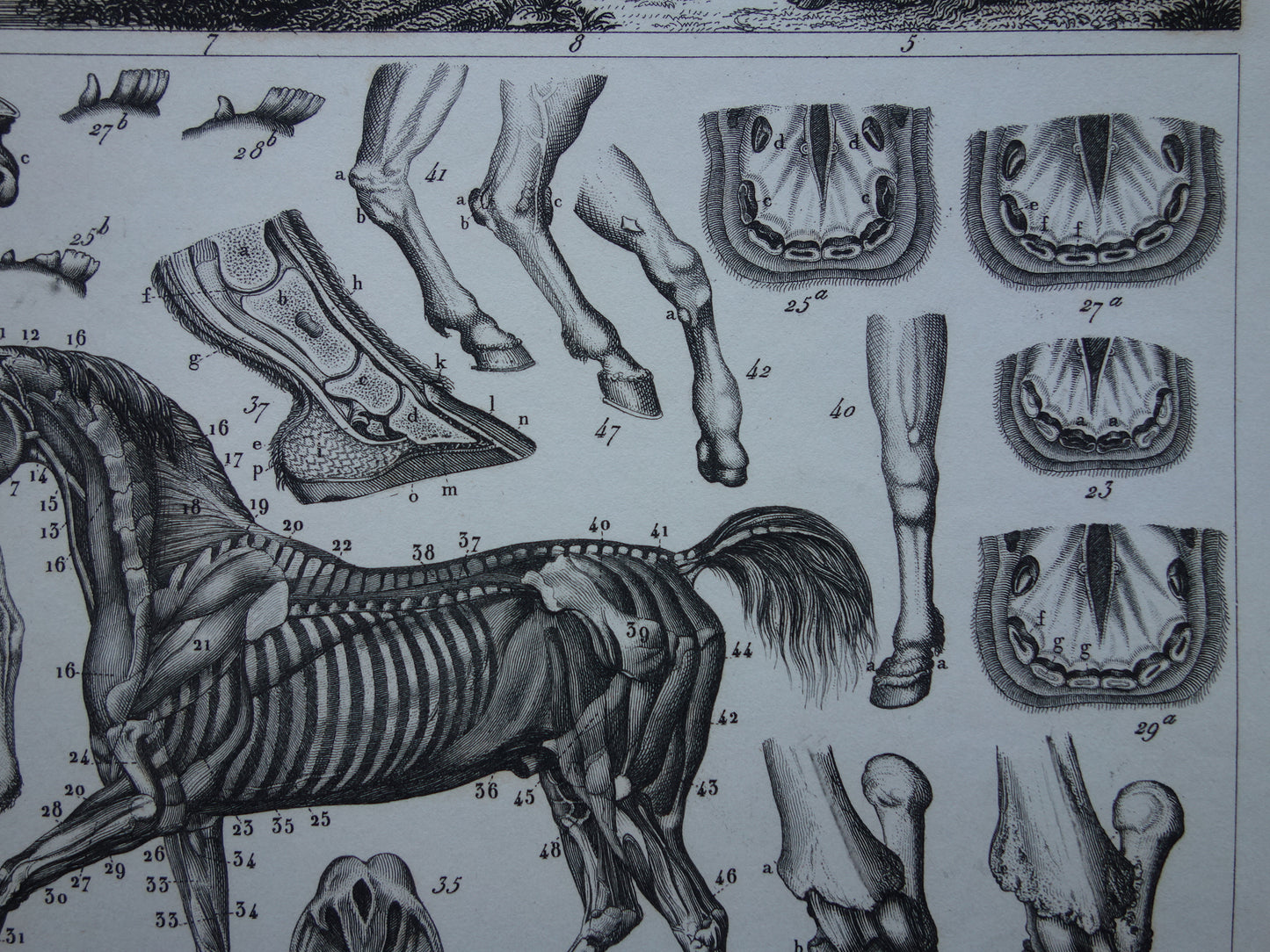 Old print of Horses and farm animals original 175+ year old illustration horse cow pig sheep vintage print