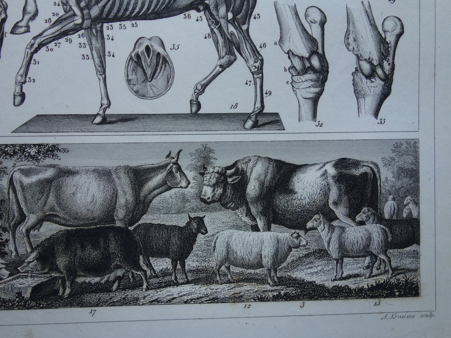 Old print of Horses and farm animals original 175+ year old illustration horse cow pig sheep vintage print