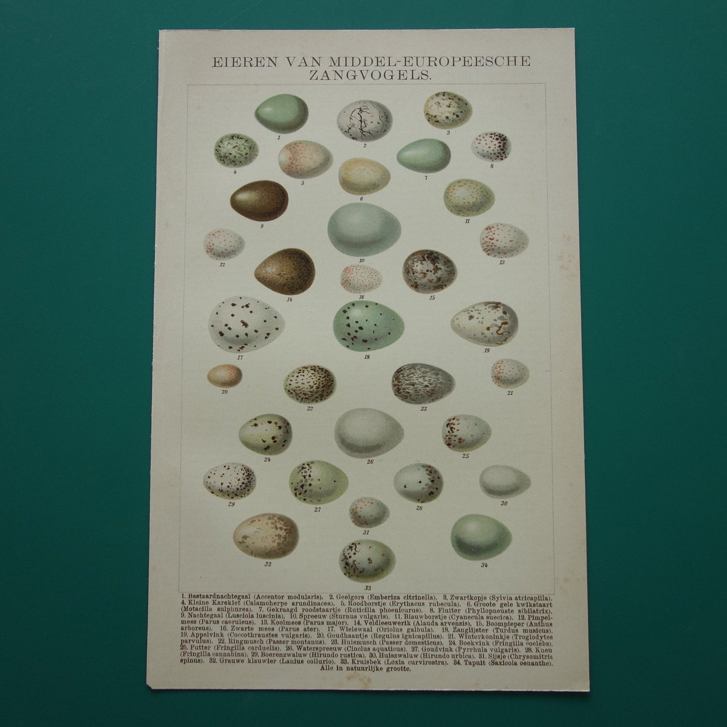 EIEREN oude prent uit 1907 over vogelei antieke Nederlandse illustratie print vogeleieren