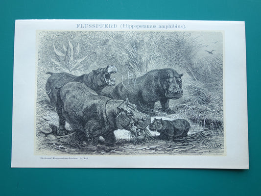 Oude prent van Nijlpaard 1902 kleine originele antieke illustratie Vintage afbeelding Nijlpaarden