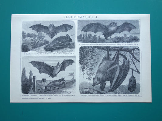 Oude prent van Vleermuis 1902 kleine originele antieke illustratie Vleermuizen Vintage afbeelding