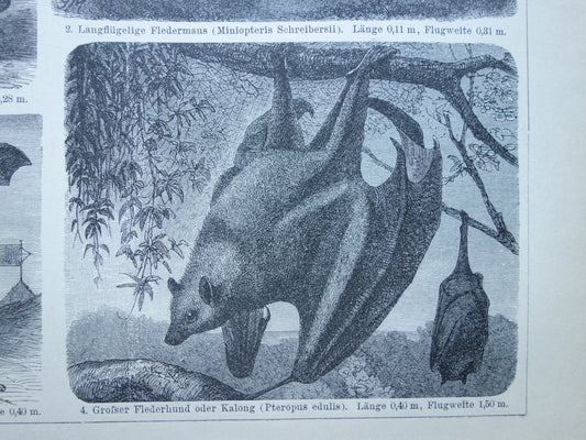 Oude prent van Vleermuis 1902 kleine originele antieke illustratie Vleermuizen Vintage afbeelding