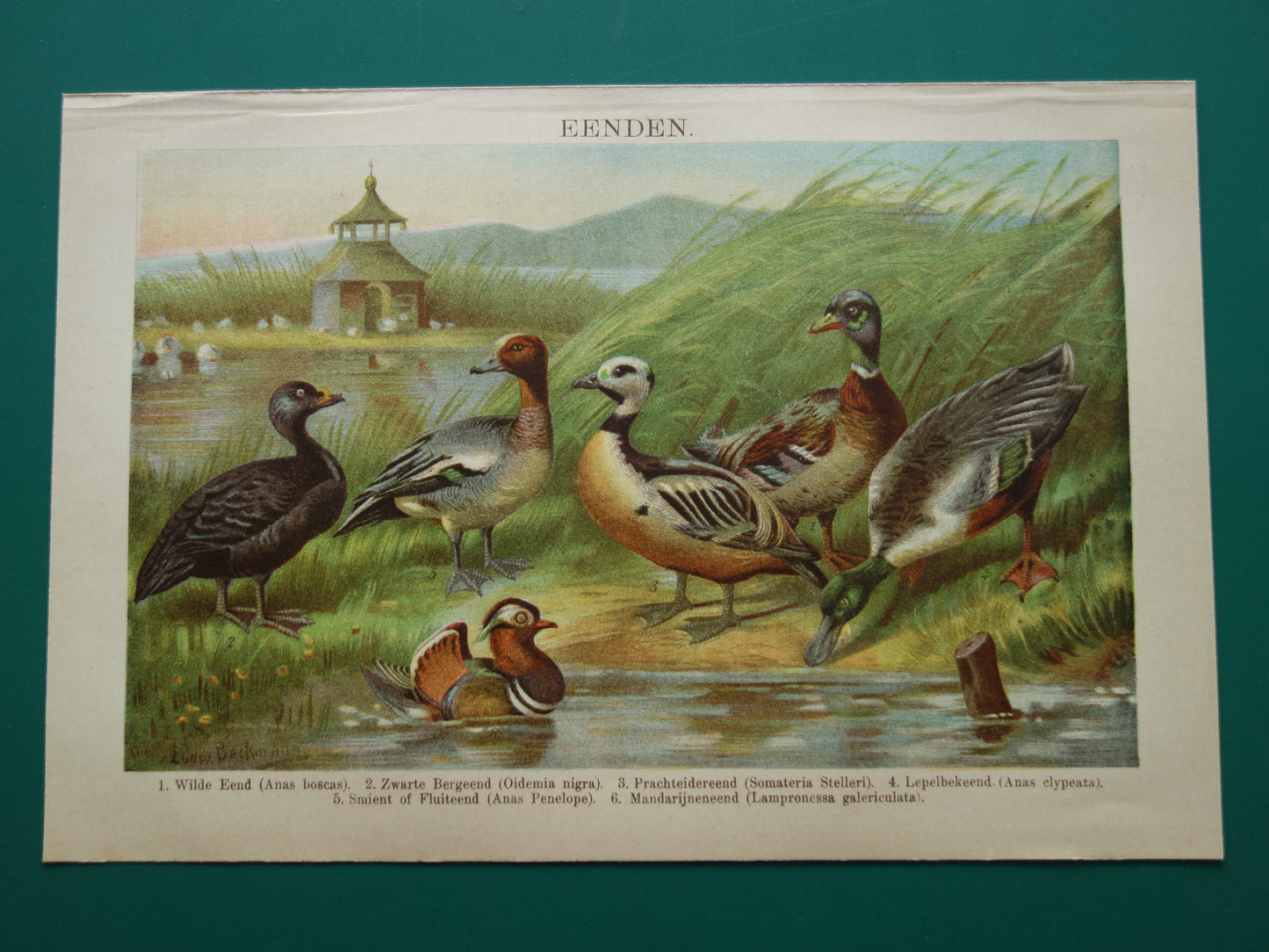 EENDEN oude dieren prent uit 1907 over Eend Originele antieke Nederlandse illustratie print Eendensoorten