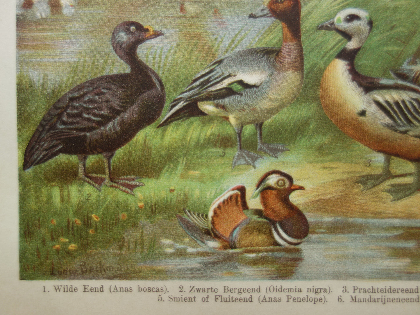 EENDEN oude dieren prent uit 1907 over Eend Originele antieke Nederlandse illustratie print Eendensoorten
