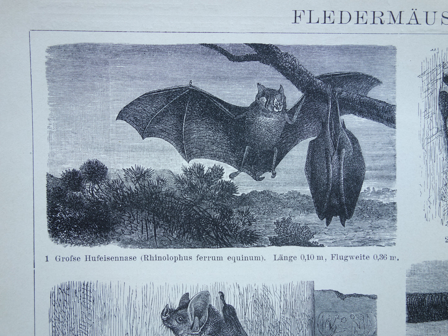 Oude prent van Vleermuis 1902 kleine originele antieke illustratie Vleermuizen Vintage afbeelding