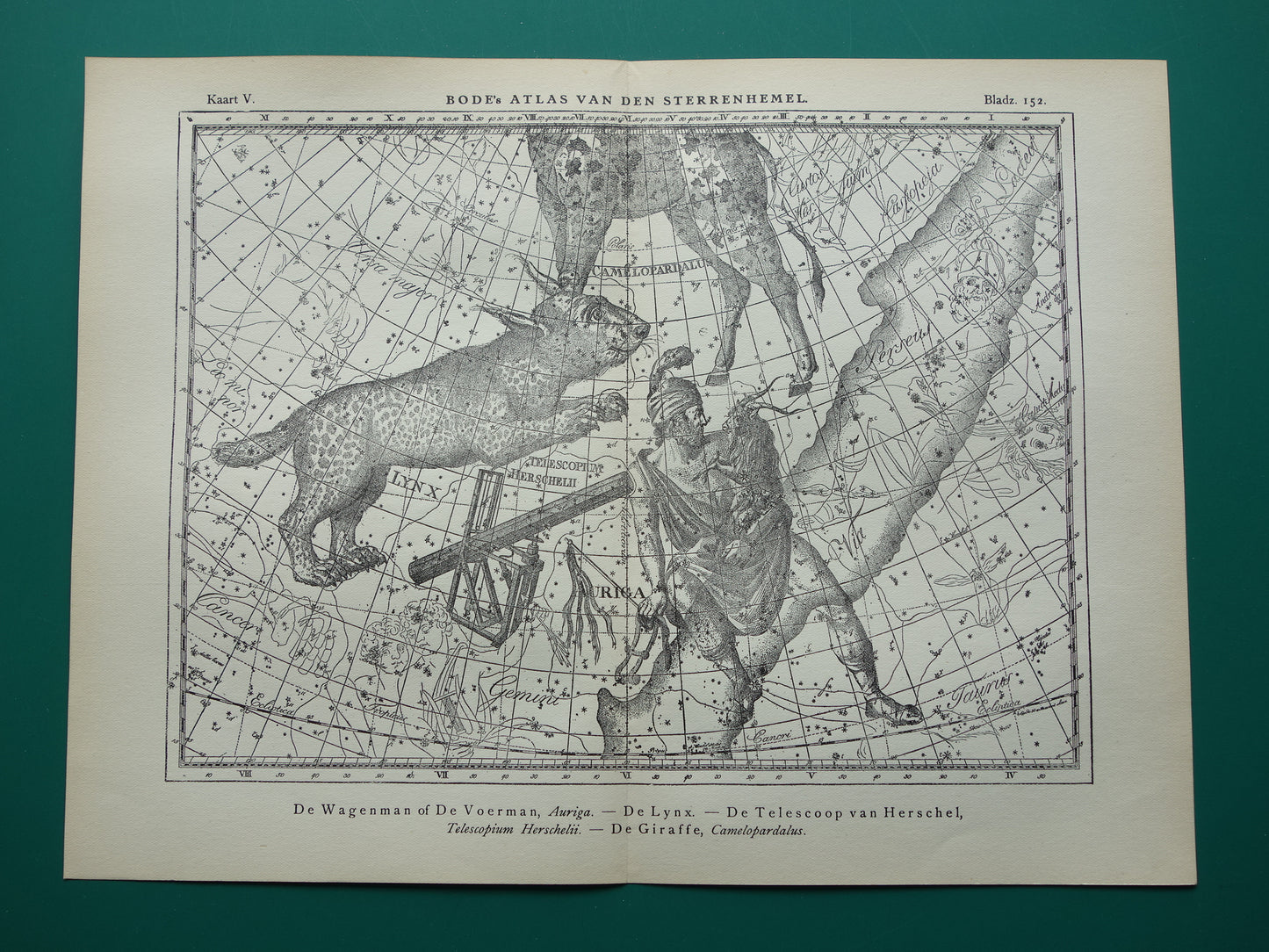 Oude astronomie prent van sterrenbeelden Giraffe Lynx Wagenman Antieke sterrenkaart sterrenbeeld Auriga Voerman vintage print
