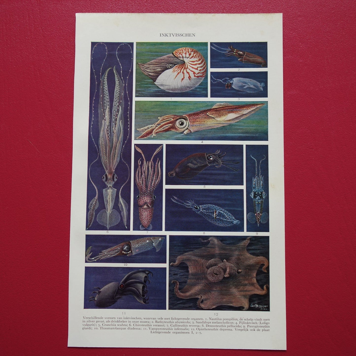 INKTVIS oude prent Jaren dertig originele vintage illustratie inktvissen octopus