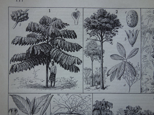 Rubber tree old botanical print Rubber plant Original antique illustration rubber production plantation