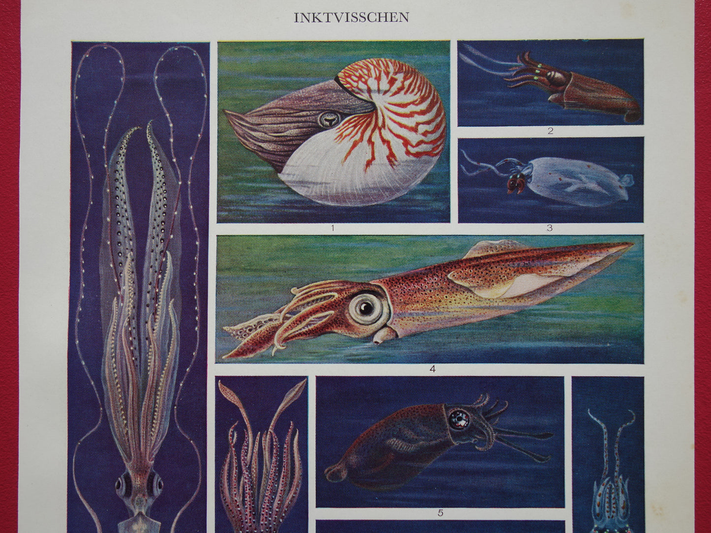INKTVIS oude prent Jaren dertig originele vintage illustratie inktvissen octopus