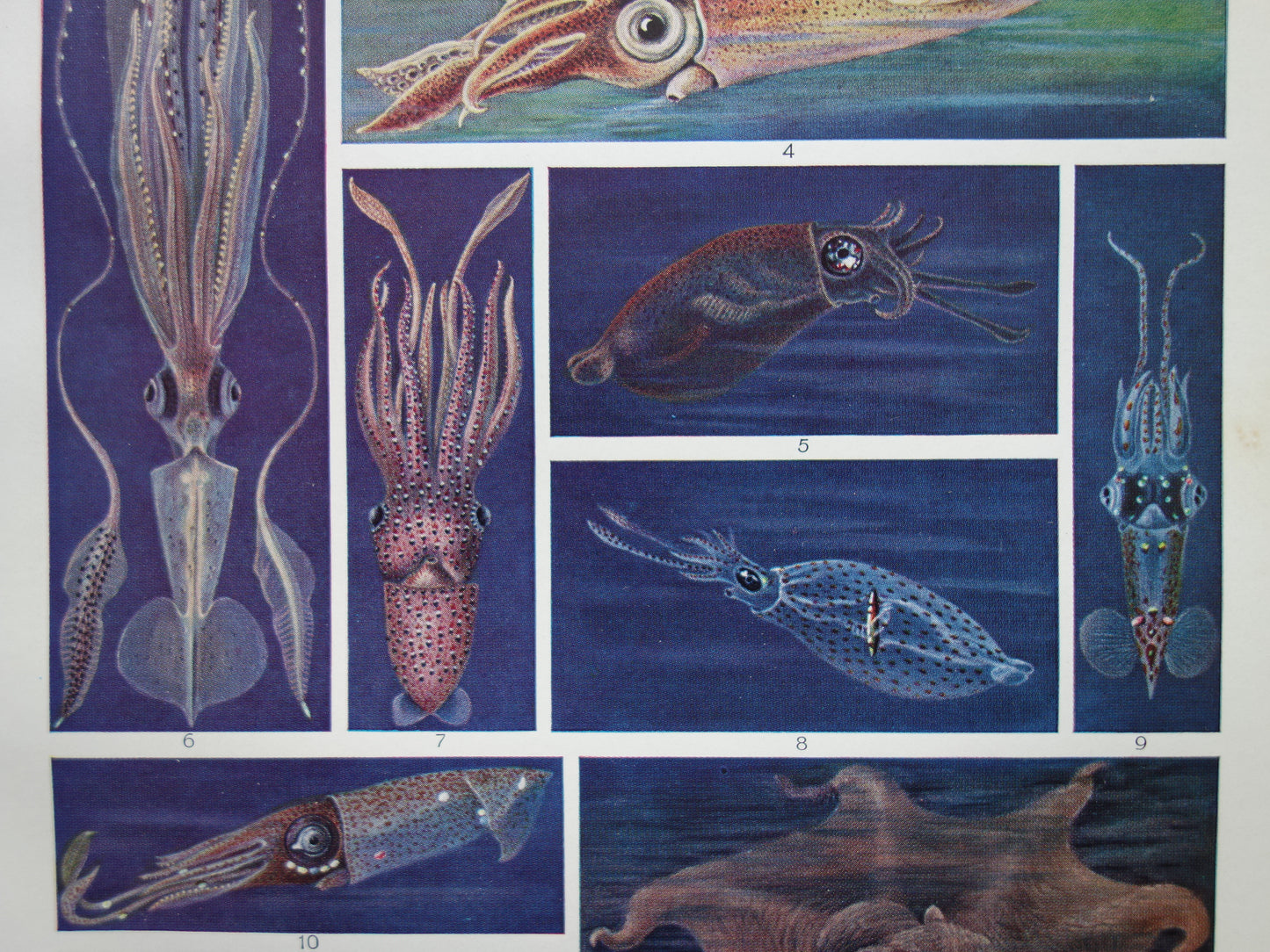 INKTVIS oude prent Jaren dertig originele vintage illustratie inktvissen octopus