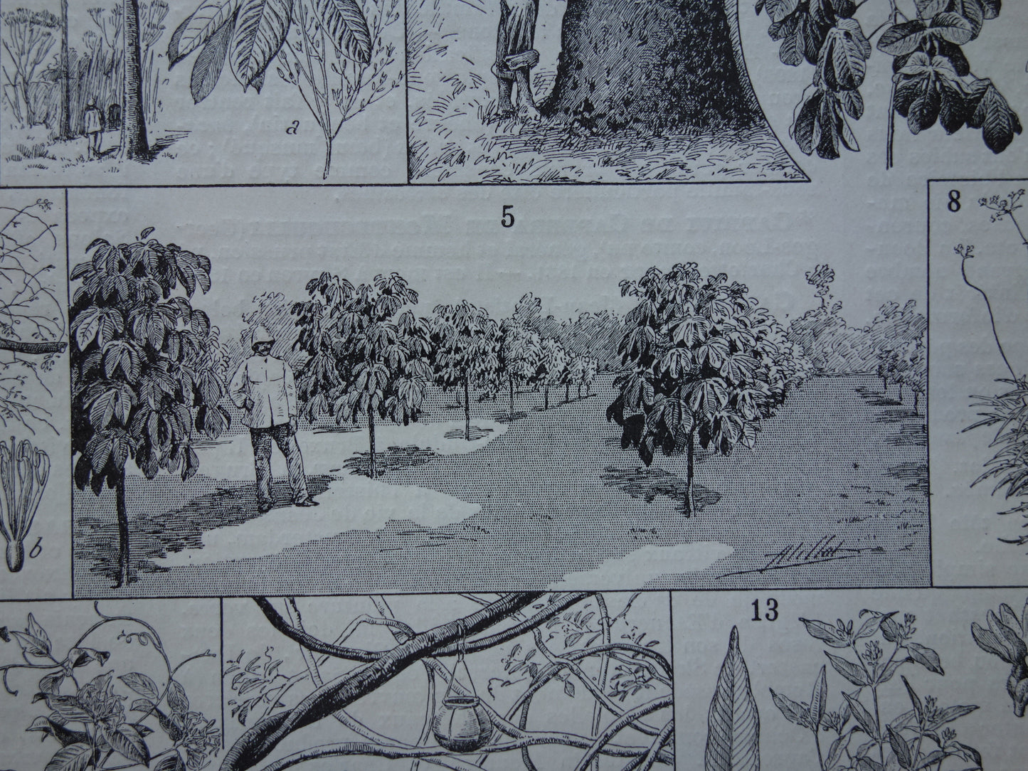 Rubberboom oude botanische prent Rubberplant Originele antieke illustratie rubber productie plantage