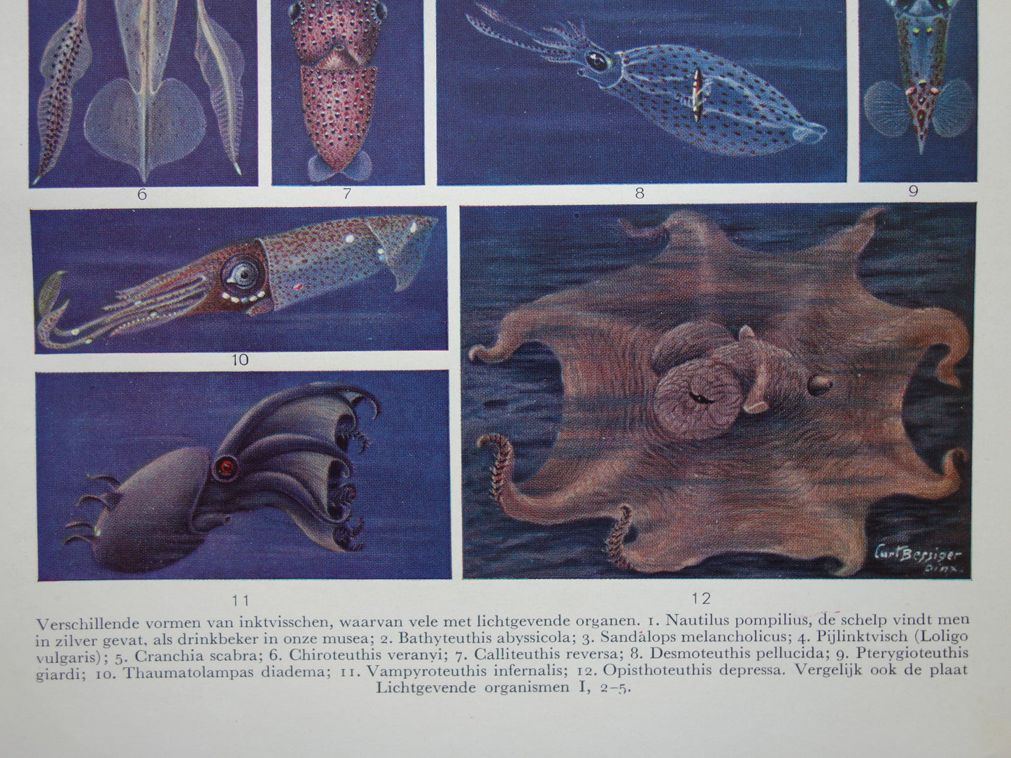 INKTVIS oude prent Jaren dertig originele vintage illustratie inktvissen octopus