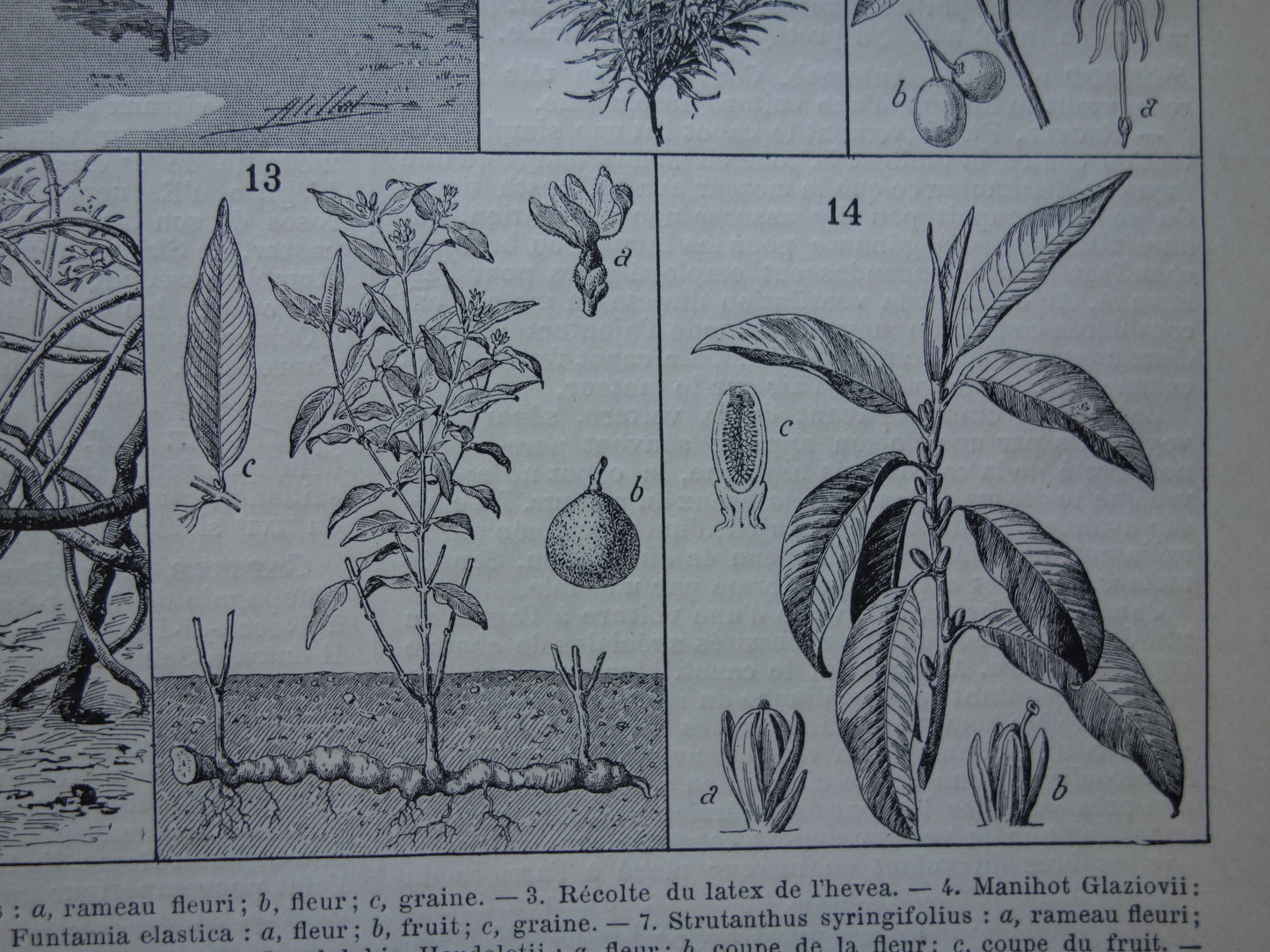 Rubberboom oude botanische prent Rubberplant Originele antieke illustratie rubber productie plantage