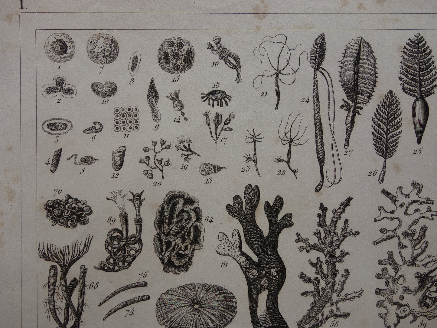 Old print of shells starfish sea life original antique illustration shell starfish squid vintage image prints