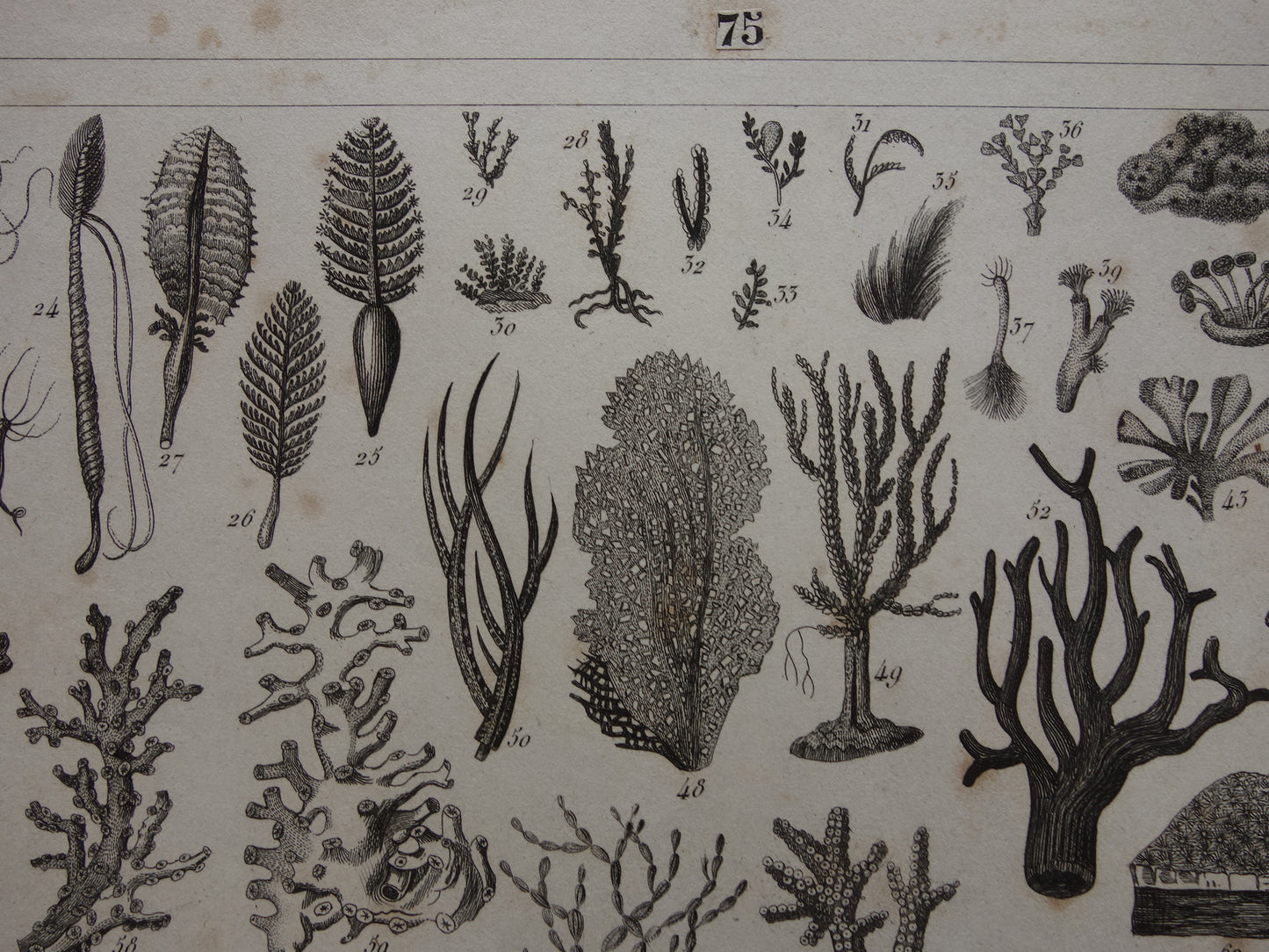 Old print of shells starfish sea life original antique illustration shell starfish squid vintage image prints