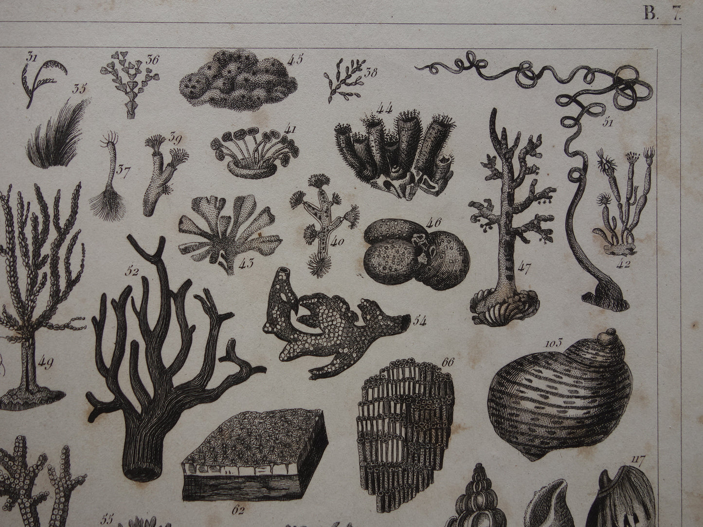 Old print of shells starfish sea life original antique illustration shell starfish squid vintage image prints