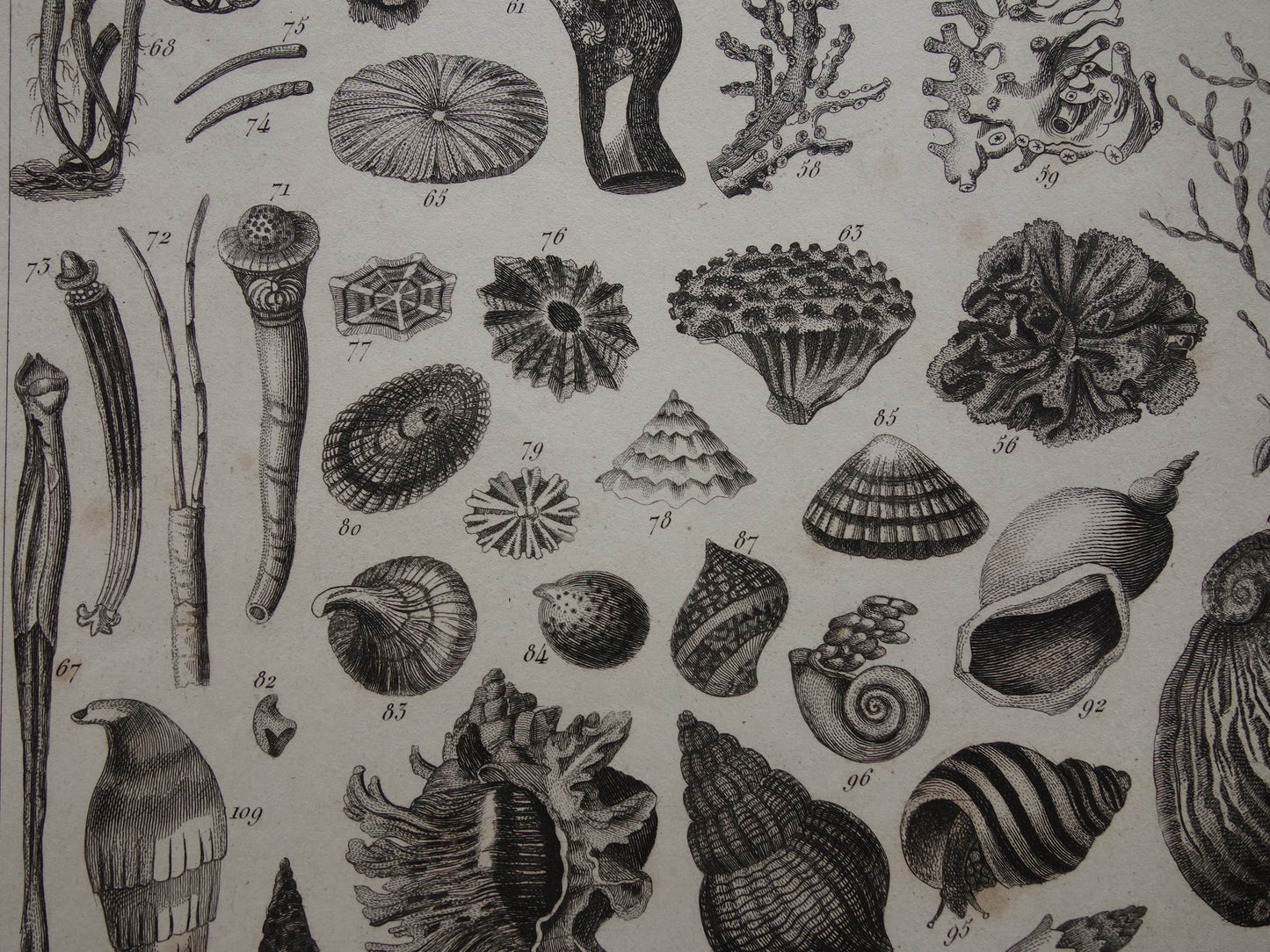 Old print of shells starfish sea life original antique illustration shell starfish squid vintage image prints