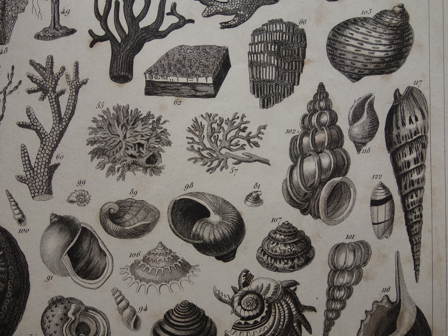 Old print of shells starfish sea life original antique illustration shell starfish squid vintage image prints