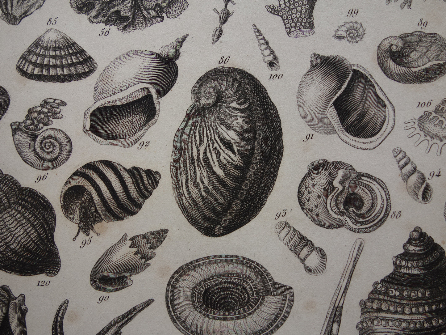 Old print of shells starfish sea life original antique illustration shell starfish squid vintage image prints