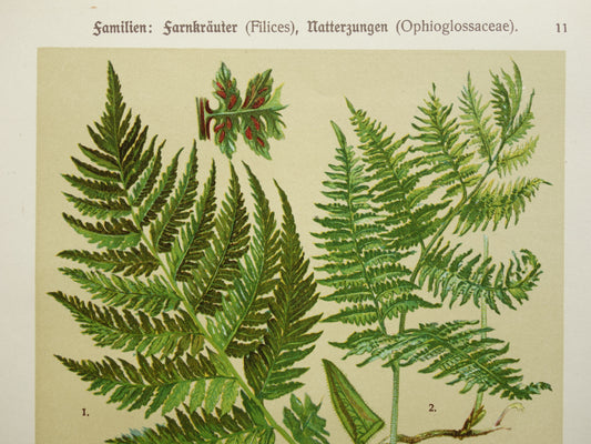 VAREN Oude botanische prent van Varens originele oude illustratie uit 1911 antieke prenten