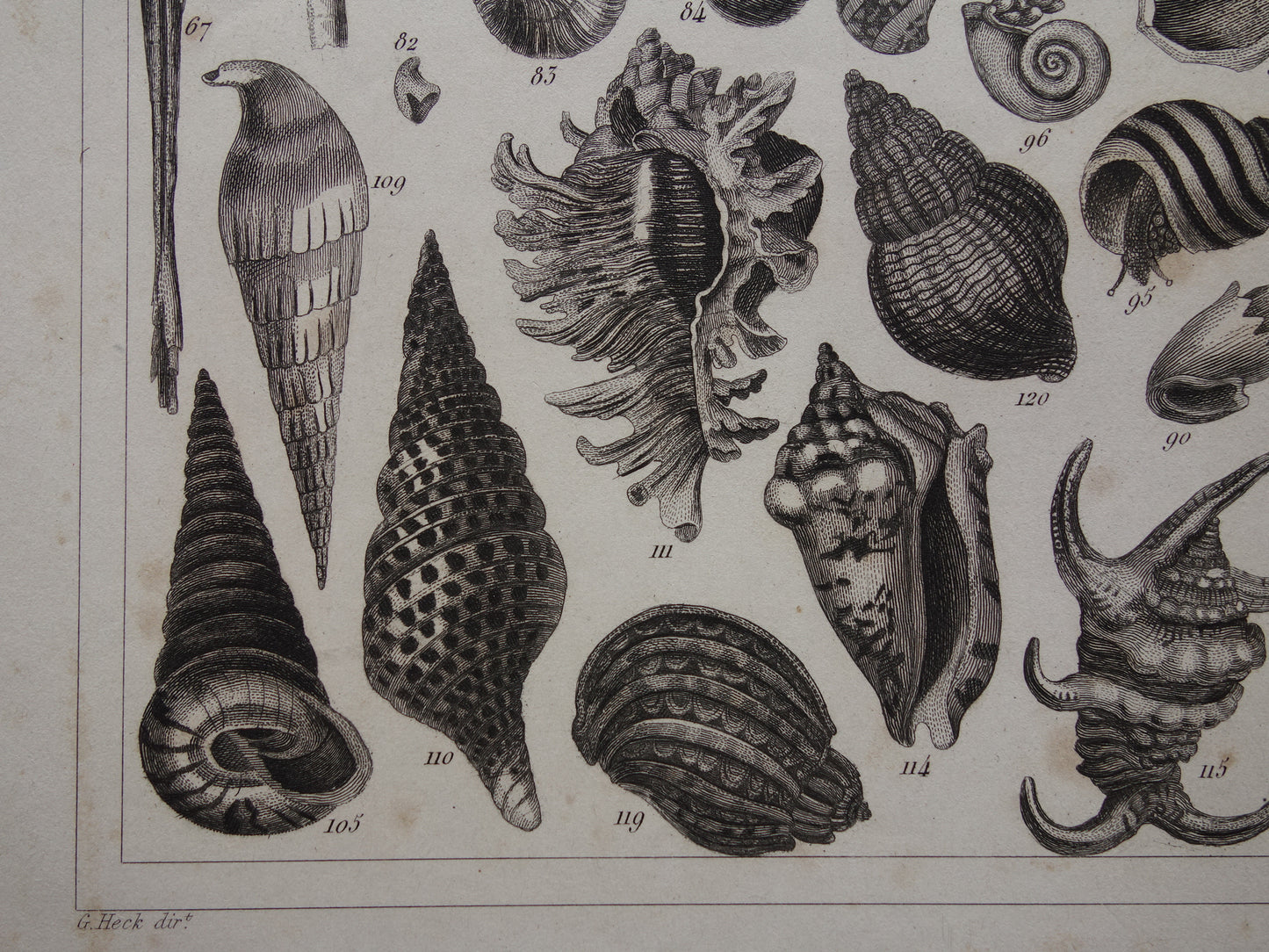 Old print of shells starfish sea life original antique illustration shell starfish squid vintage image prints