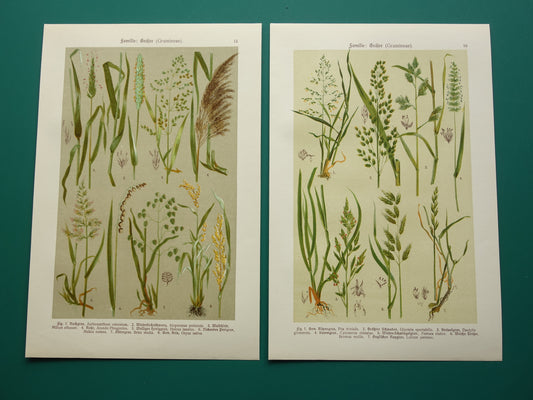 GRAS oude botanische prenten over Grassen Set van twee originele antieke illustraties Grassoorten uit 1911