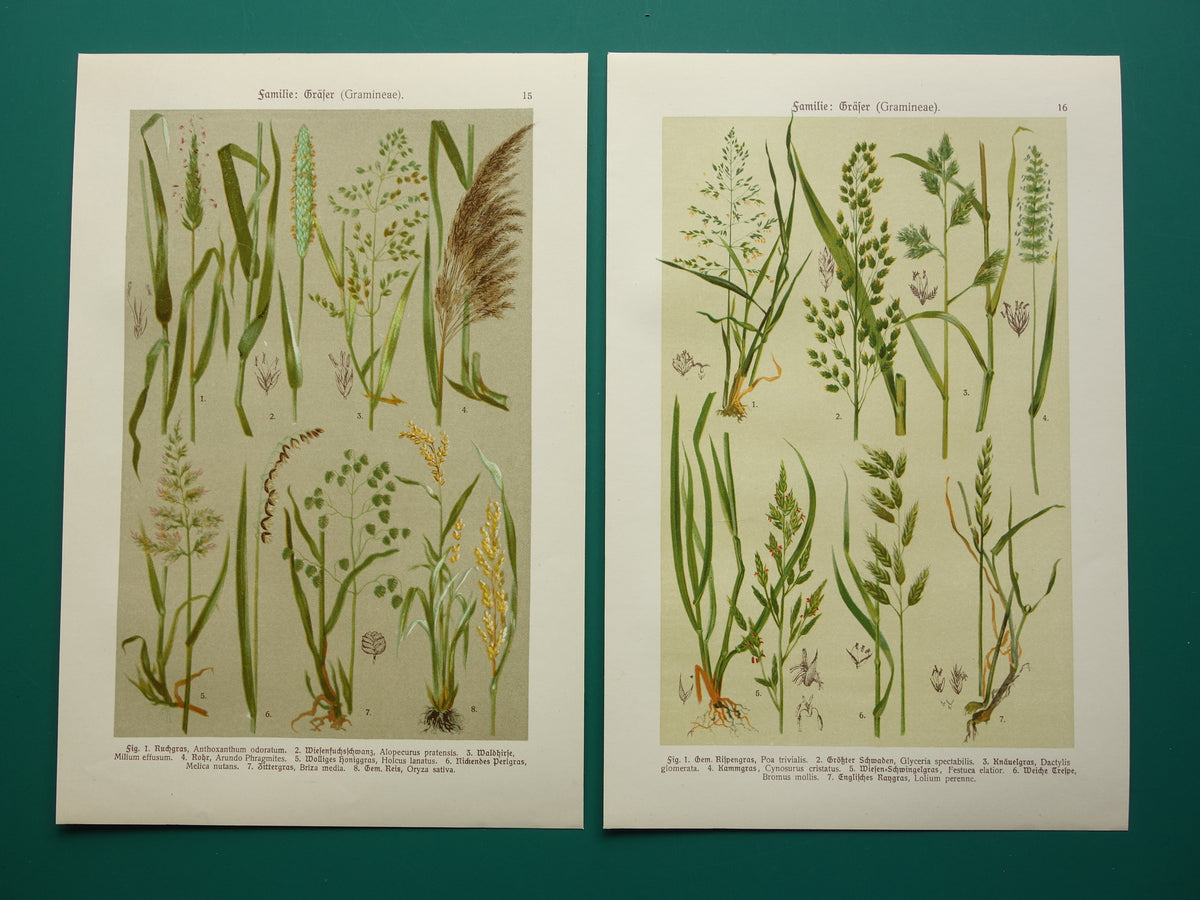 GRASS old botanical prints about Grasses Set of two original antique illustrations Grass species from 1911