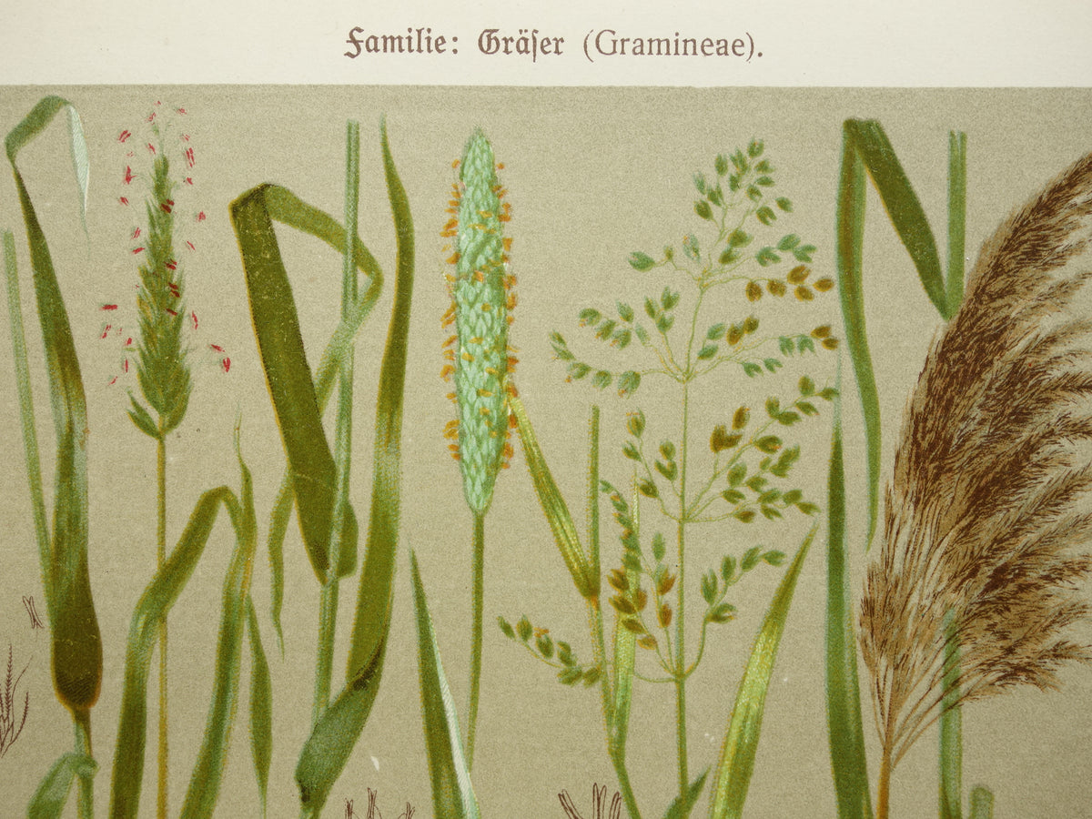 GRASS old botanical prints about Grasses Set of two original antique illustrations Grass species from 1911