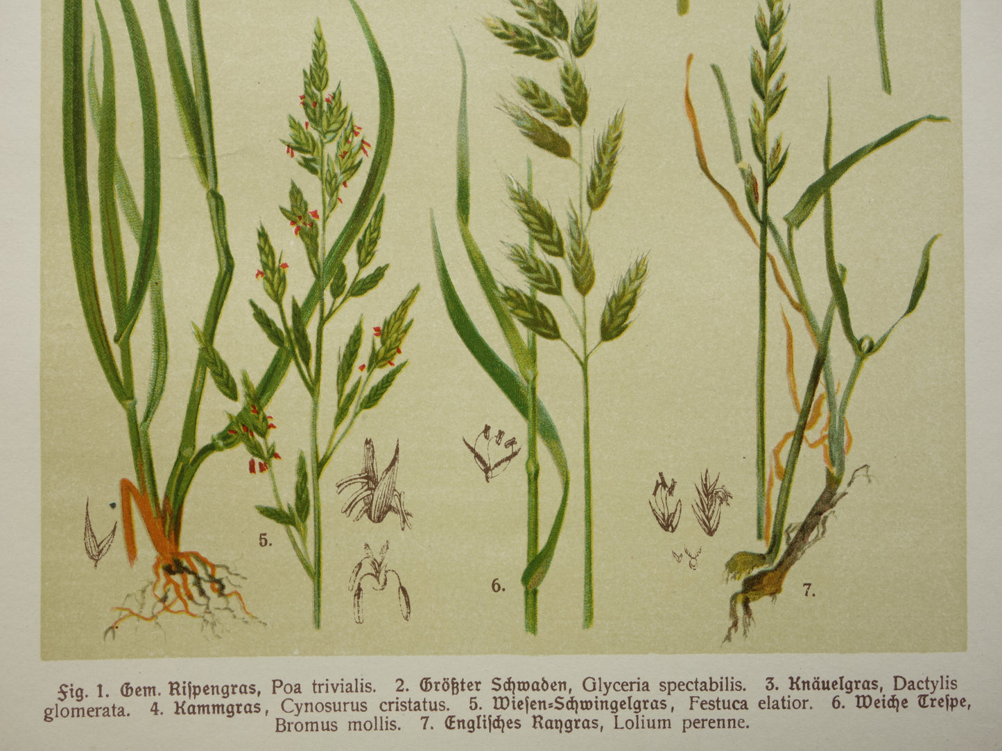 GRAS oude botanische prenten over Grassen Set van twee originele antieke illustraties Grassoorten uit 1911