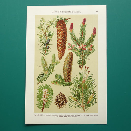 Vintage botanische prent Dennenappels originele oude illustratie Dennenappel uit 1911 antieke botanie prenten