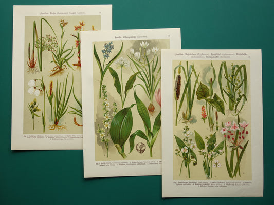 Oude botanische prenten set van drie 1911 originele antieke bloemen prent illustratie vintage botanie