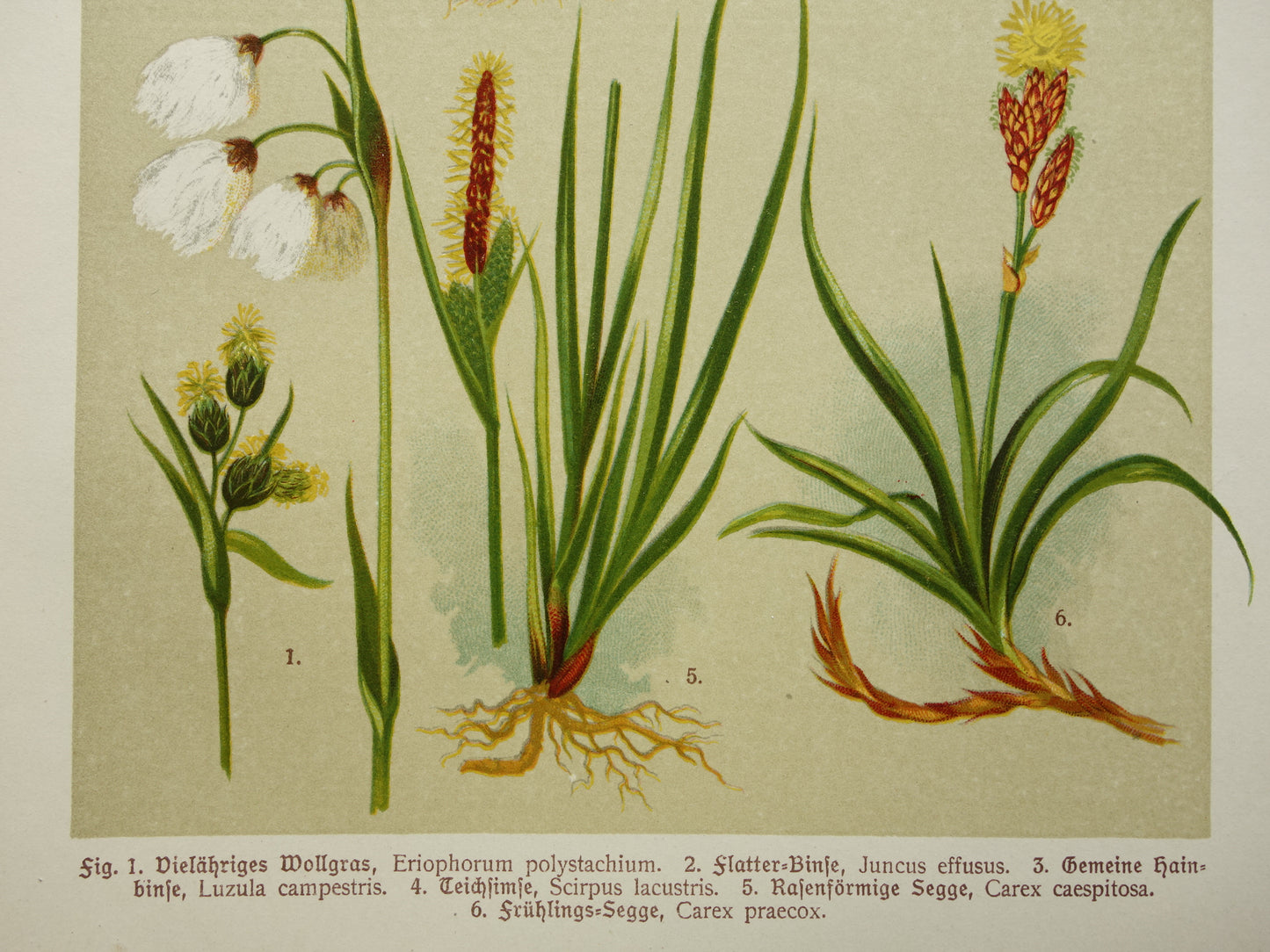 Oude botanische prenten set van drie 1911 originele antieke bloemen prent illustratie vintage botanie